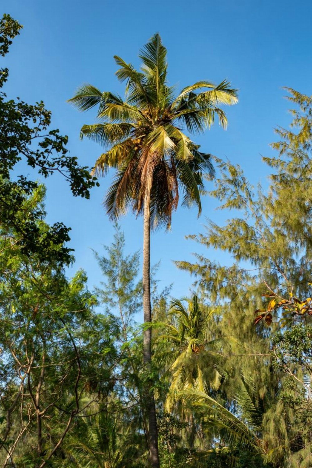 Hakuna Majiwe Beach Lodge Zanzibar Image 36